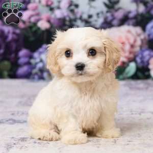 Ava, Cavachon Puppy